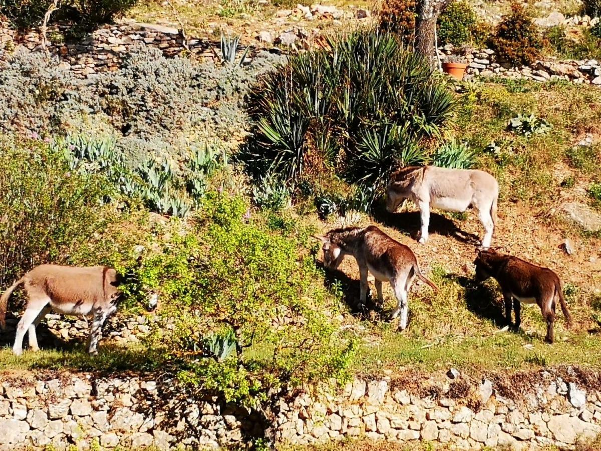 Les Git'Anes De Ponteves Villa Exteriör bild
